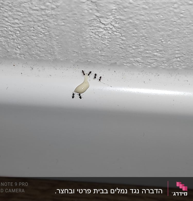 נמלים סביב פיתיון נוזלי על משטח לבן